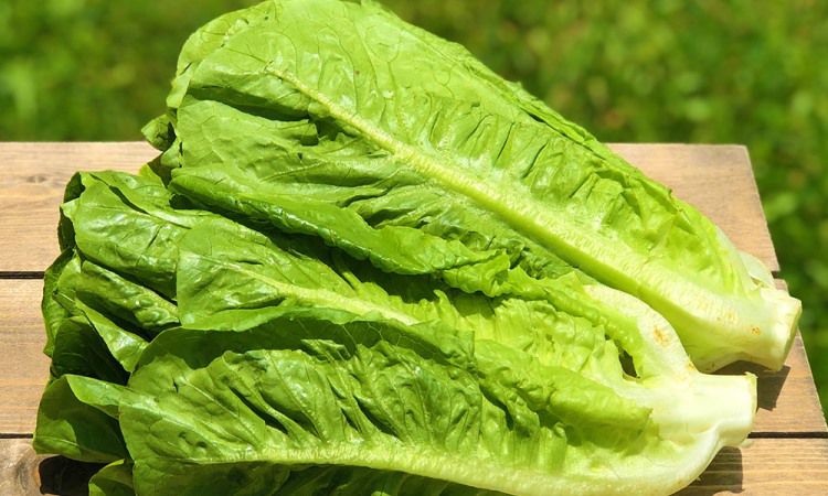 Superfood Spotlight: Romaine Lettuce