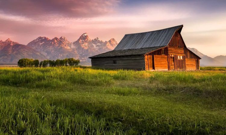 A Morning In The Life Of An Urban Homesteader