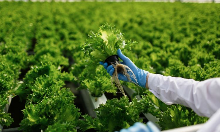 A New Series: Organic Gardening Pest Control Techniques