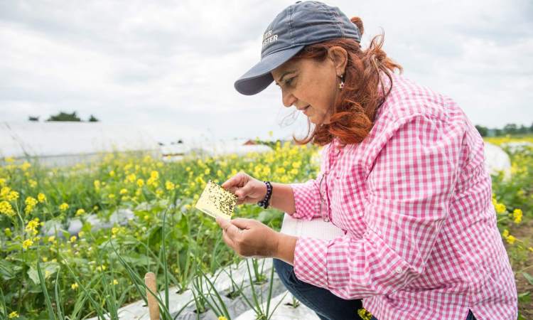 A New Series: Organic Gardening Pest Control Techniques
