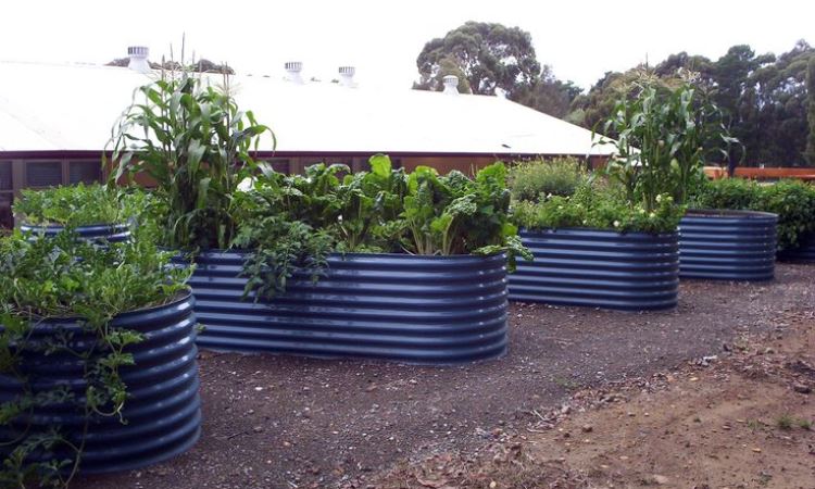Container Gardening or Raised Bed Gardening?
