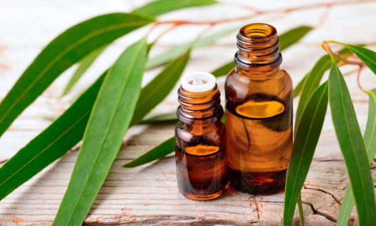 Eucalyptus Oil: Not Just For Koalas