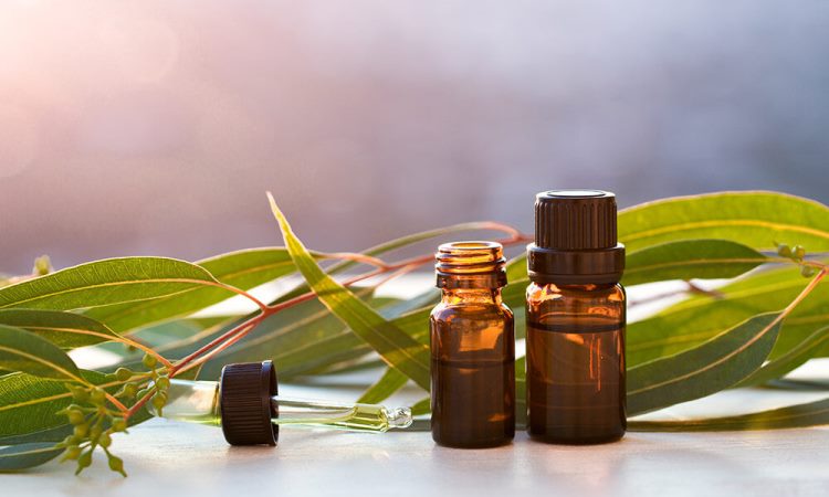 Eucalyptus Oil: Not Just For Koalas