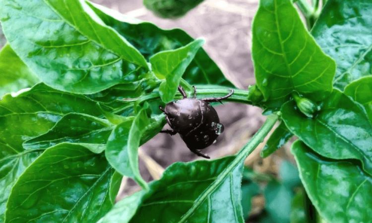 Five Tips For Pest Management In Your Organic Garden