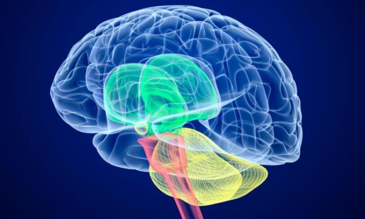 Five Tips For Preventing Alzheimer’s Disease