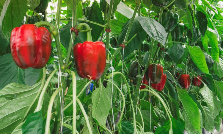 Growing Bell Peppers: Your Backyard Superfood