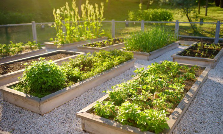 Lessons In Raised Beds