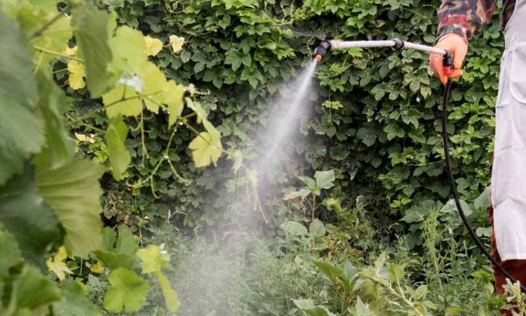 Organic Pest Control Technique Number Five: Bring In The Good Guys