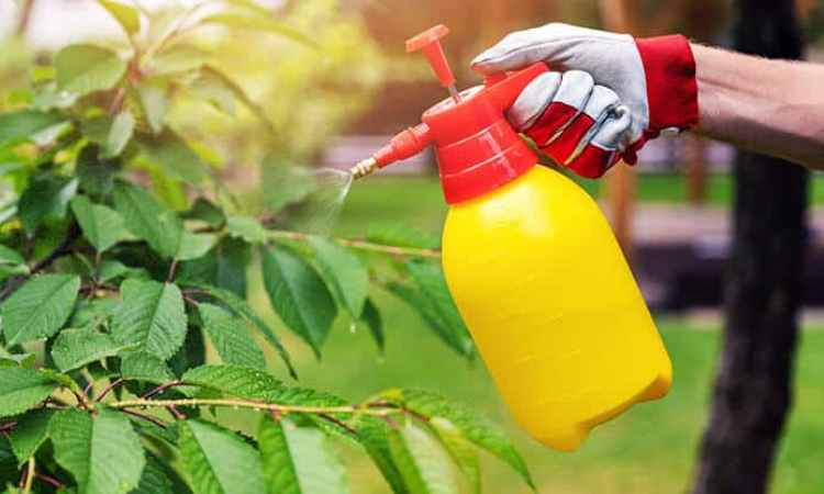 Organic Pest Control Technique Number Five: Bring In The Good Guys