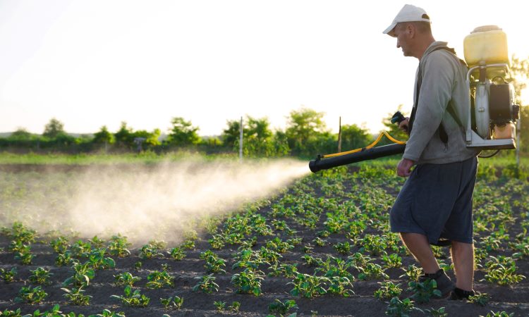 Organic Pest Control Technique Number Two: Companion Planting