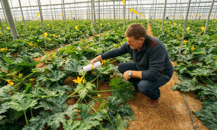 Organic Pest Control Technique Number Two: Companion Planting